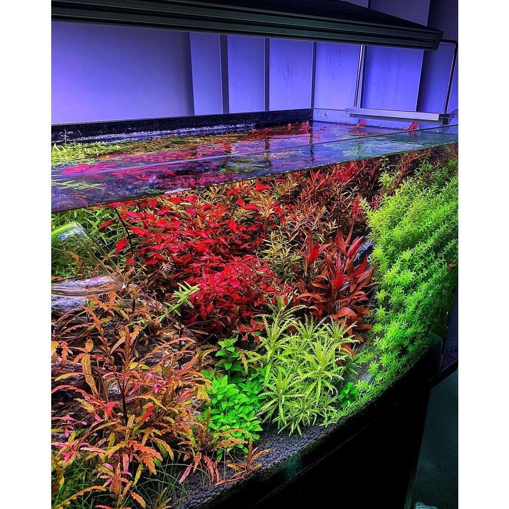 Cây thủy sinh Rotala xanh - Rotala xanh - Cây Thủy Sinh Dễ Trồng - Cây Dạng Cạn