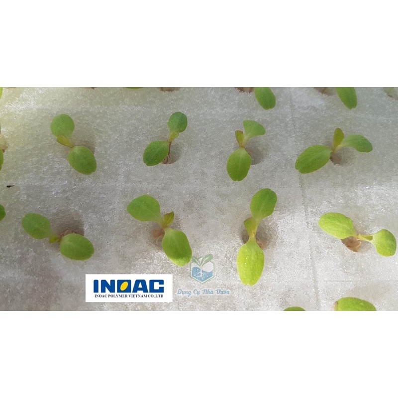Mút nhật ươm cây có lỗ và rãnh _ Dụng cụ nhà vườn