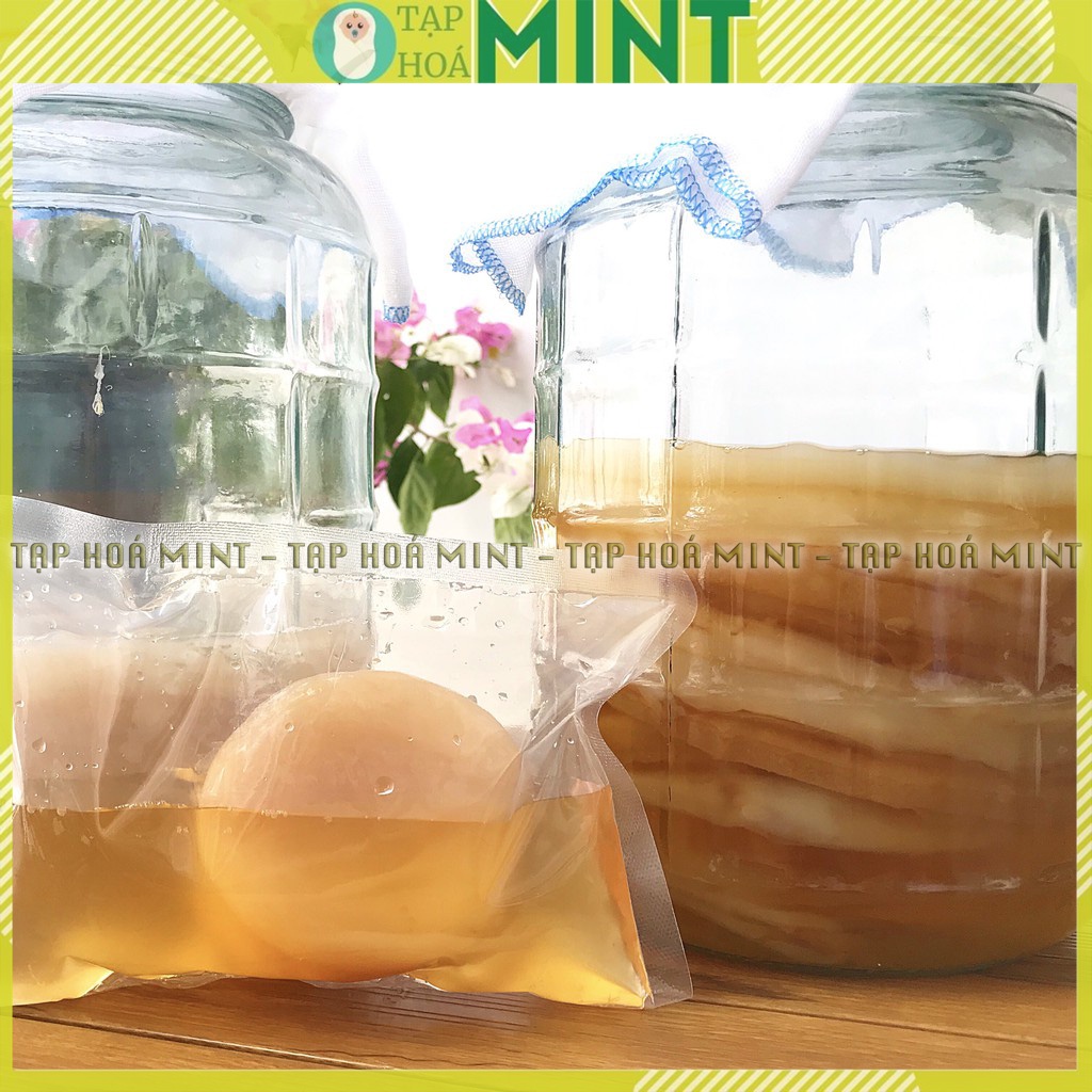 Con giống Scoby làm trà Kombucha - Tạp hoá mint