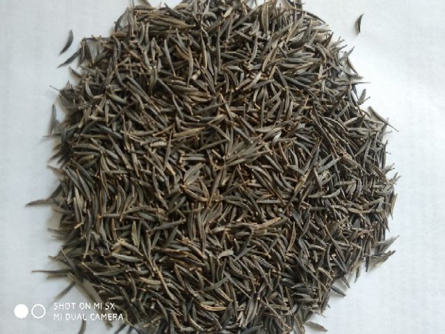 100 hạt giống cúc cánh bươm nhiều màu