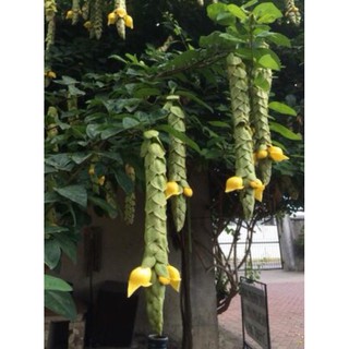 Cây huyền trân công chúa- Trang trí sân vườn- Decor-Phong thuỷ-Cây hoa kiểng Đồng Tháp
