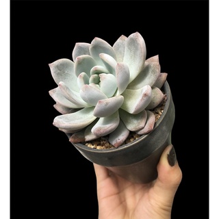 SEN ĐÁ MONROE THUẦN BB GARDEN TRÊN 7CM