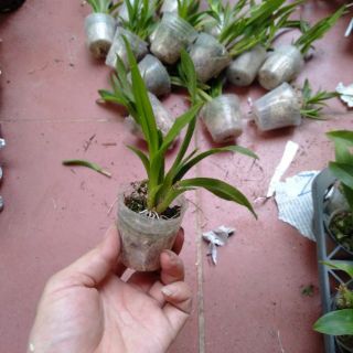 Hoa phong lan vũ nữ bút chì