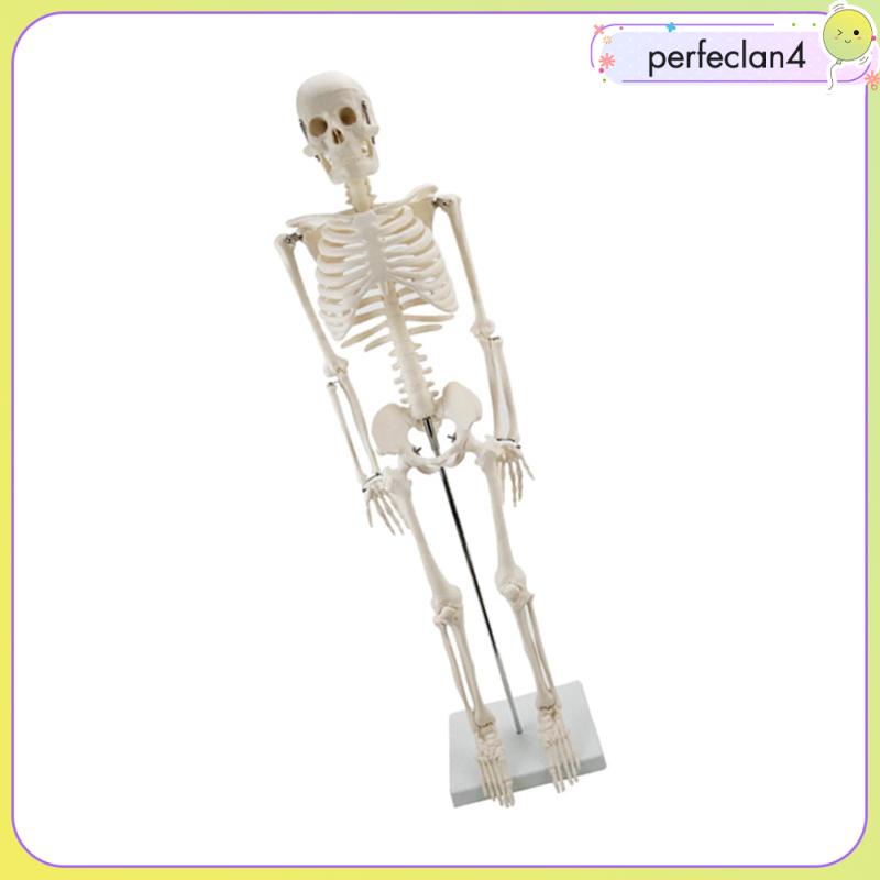 Mô Hình Xương Người Perfeclan4 Dùng Giảng Dạy Y Tế