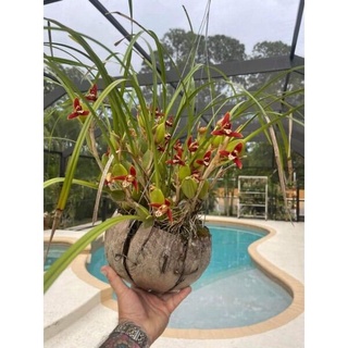 Hoa lan tóc tiên hương dừa lan HOA TẾT