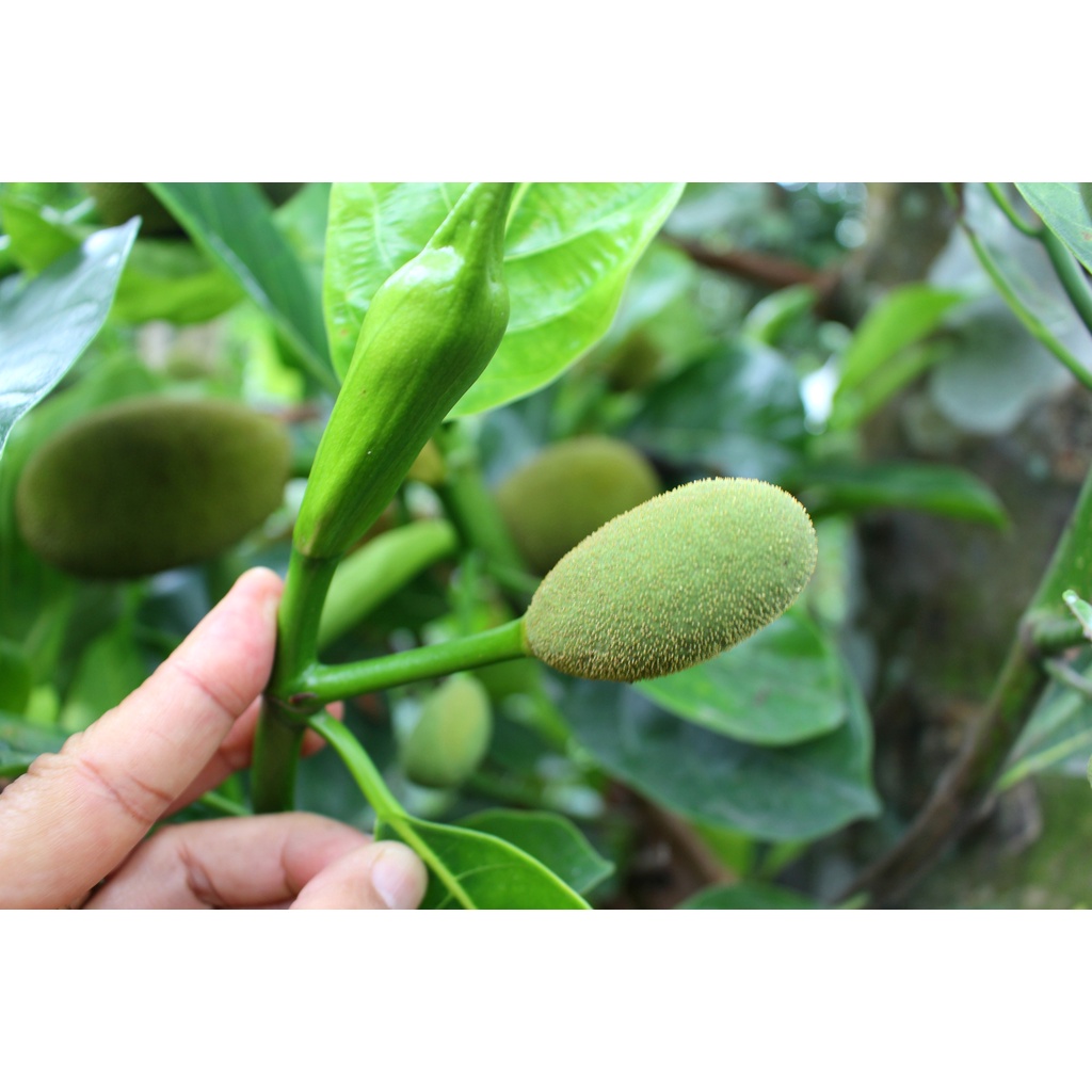 Phân Bón Lá Siêu Canxi Bo Vi Lượng, Hạn Chế Rụng Hoa, Tăng Đậu Quả, Chống Nứt Trái Chai 500ML