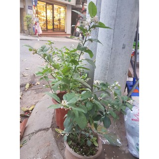 bán cây chanh ở hà nội