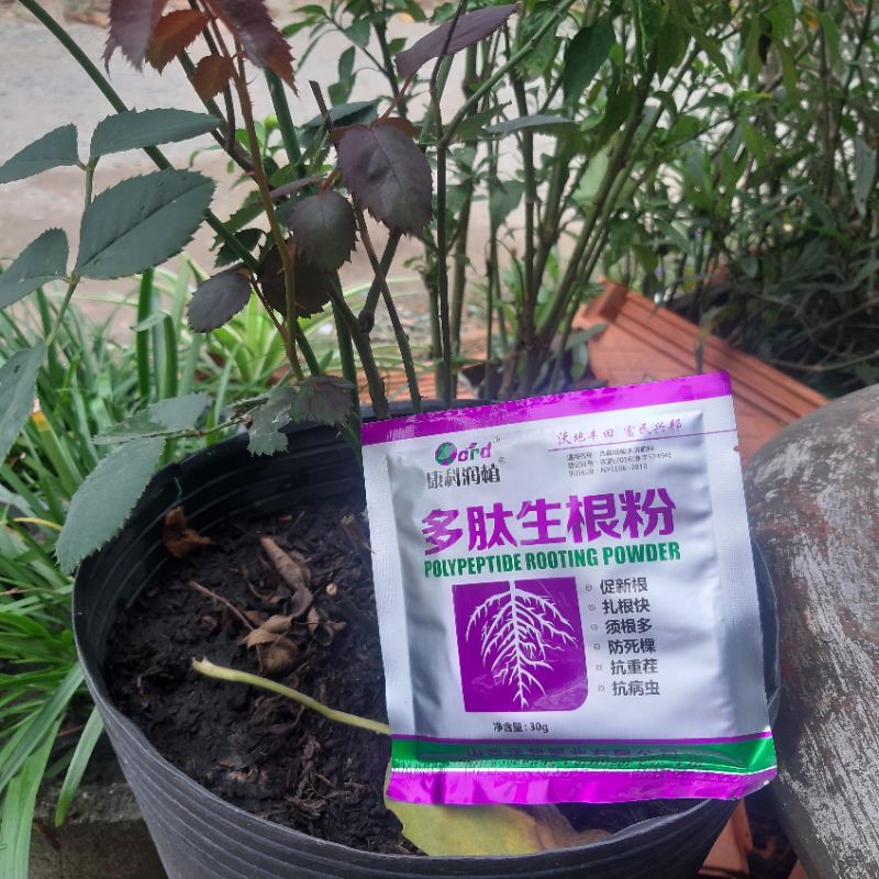 Thuốc Siêu Kích Rễ