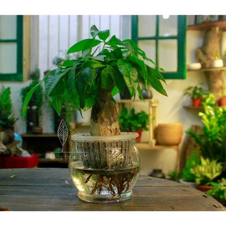 Cây Kim Ngân Thủy Sinh