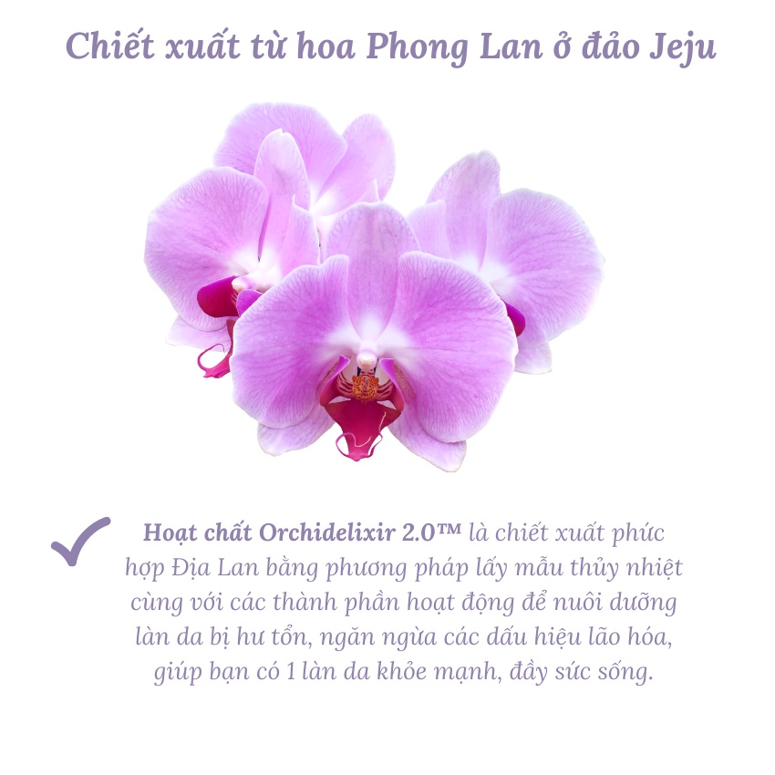 Bộ Dưỡng Da Mini Innisfree Chống Lão Hóa Hoa Lan Tím Jeju Orchid Kit - Kobe Young