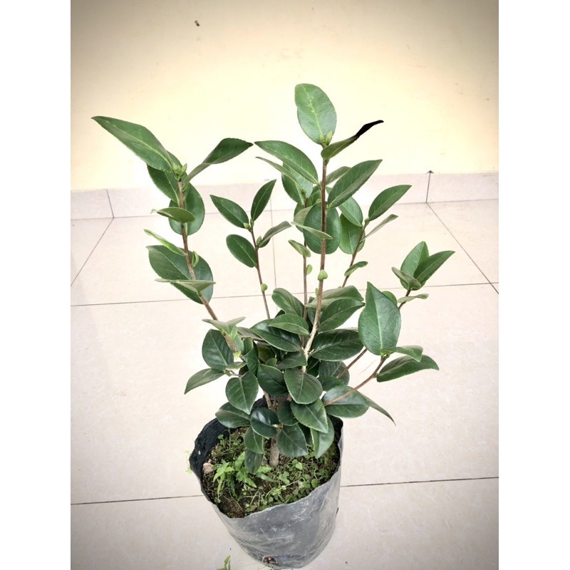Cây hoa trà my cao 40-50cm đang hoa - THẾ GIỚI HOA CÂY CẢNH - Ảnh thật số 2].