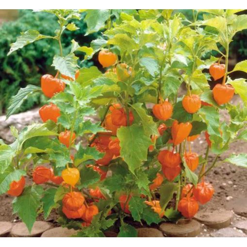 Cây Thù Lù Nam Mỹ - Tầm bóp Nam Mỹ - Golden Berry