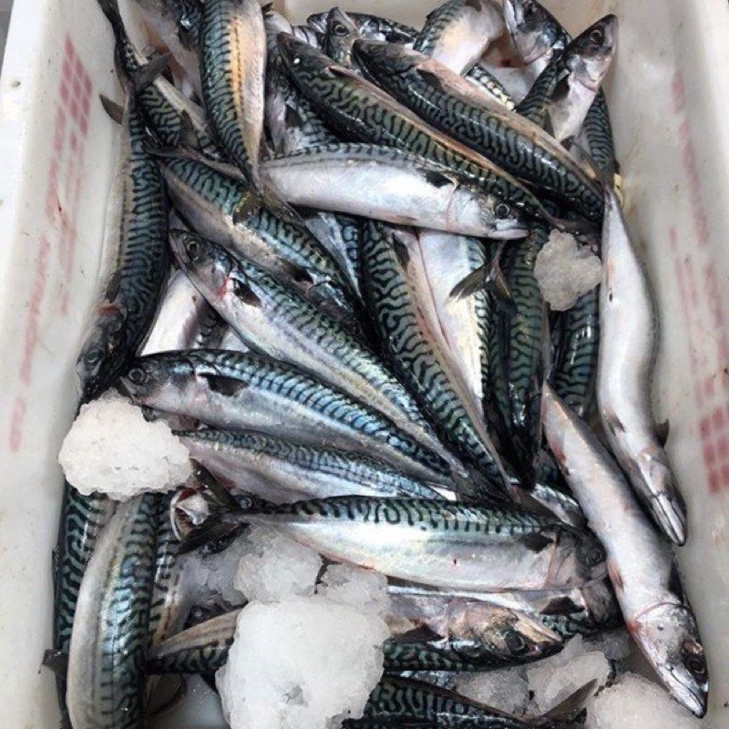 Cá Saba Nauy Fillet 150gram .
