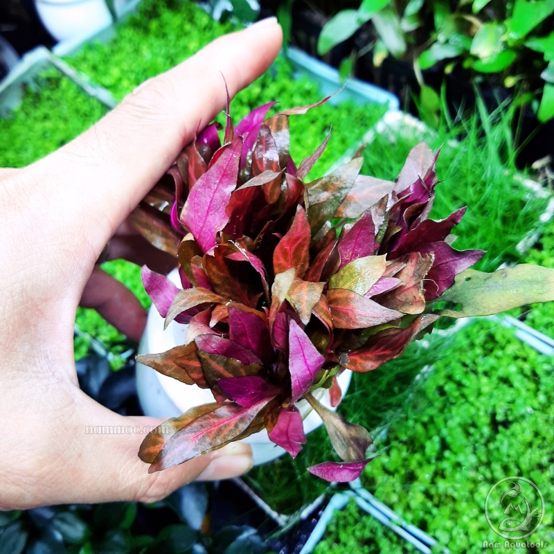 Cây Huyết Tâm Lan Gân Trắng | Cây Thuỷ Sinh Trung Cảnh, Hậu Cảnh Với Màu Đỏ Cực Đẹp