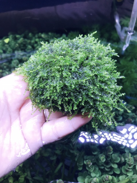 [Mã PET50K giảm Giảm 10% - Tối đa 50K đơn từ 250K] Rêu MINITAIWAN - Rêu mntw Trang Trí Bể Cá Tép, Thuỷ Sinh