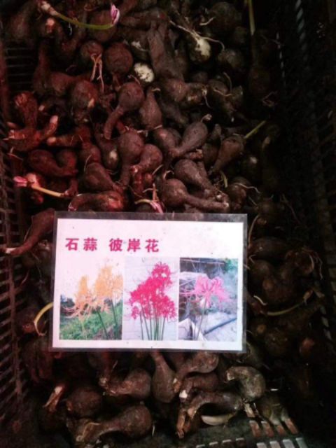 1 củ hoa bỉ ngạn màu hồng siêu đẹp