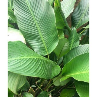 10 cây lá dong làm giống, cây dễ sống dùng gói bánh và xôi