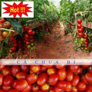 Hạt giống cà chua bi siêu quả ( 30 hạt)
