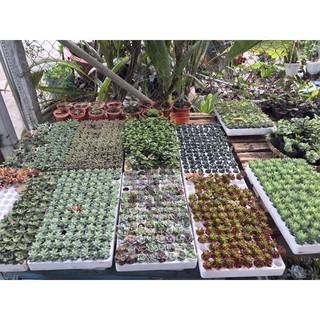 01 Cây Sen Đá size mini 3-5cm cây khoẻ đẹp
