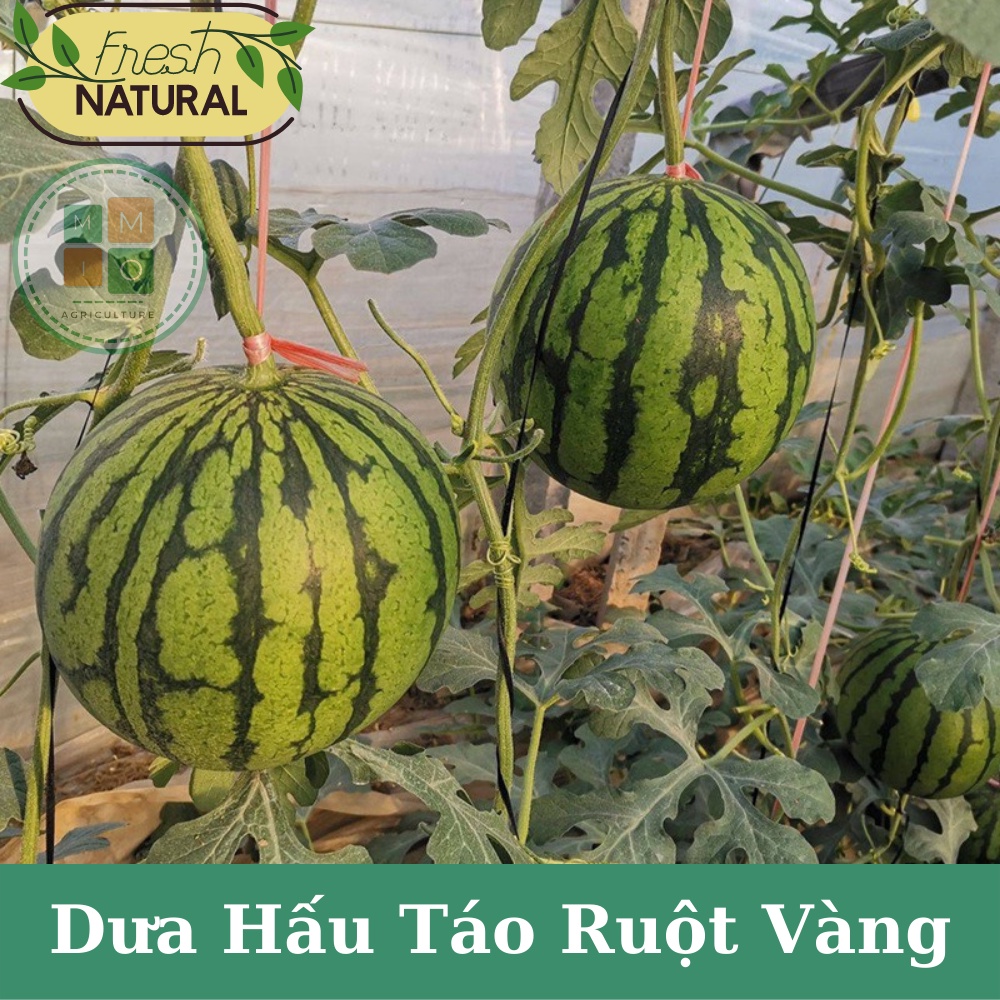 Hạt giống dưa hấu táo ruột vàng