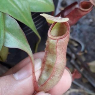 Cây nắp ấm size nhỏ