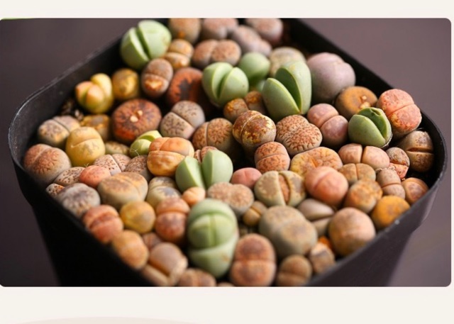 [SIÊU SALE] CHẬU SEN ĐÁ LITHOPS ĐỦ LOẠI NGẪU NHIÊN (SEN MÔNG; THẠCH LAN)