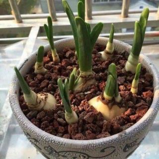 Củ giống hoa thủy tiên( củ nhỏ củ giống)