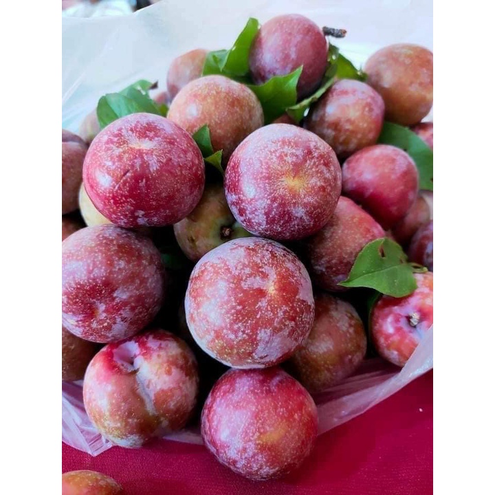 Mận Hà Nội Tươi (1 Kg) - Trái Cây Tươi Hoa18