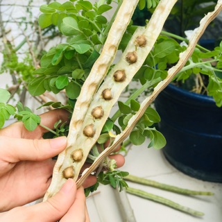 20 Hạt giống cây Chùm ngây