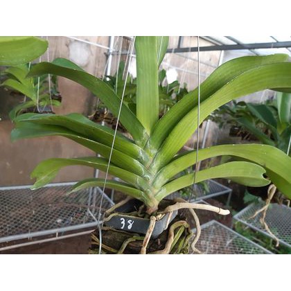 Hoa lan giáng hương ngọc điểm trắng