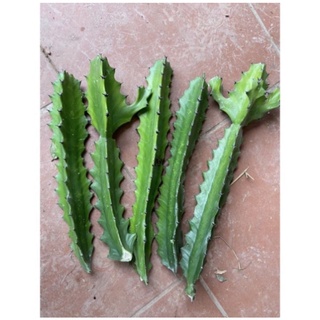 Xương rồng ba canh, xương rồng ông, xương rồng trừ tà