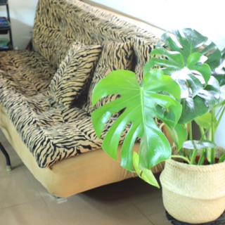 Monstera Deliciosa kèm giỏ cói