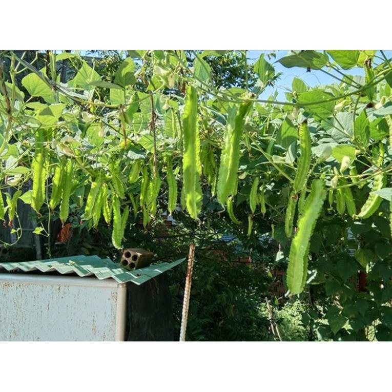 Hạt Giống Đậu Rồng/ Đậu Khế  - Dễ Trồng,Giòn, Dinh Dưỡng Cao - MUA 3 TẶNG 1 CÙNG LOẠI