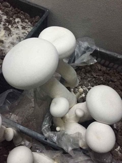 Phôi nấm hoàng đế