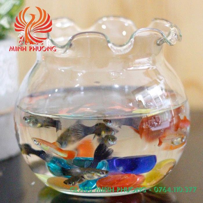 Hồ cá mini thủy tinh để bàn, chậu thủy tinh trồng cây thủy sinh mẫu B3