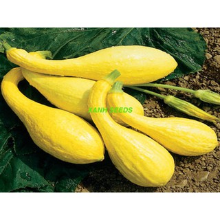 Gói 5 Hạt Hạt Giống Bí Thiên Nga