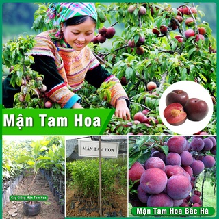 Cây Giống Mận Tam Hoa Bắc Hà - Mận Hậu đặc sản Tây Bắc chiều cao cây giống 60cm - 80cm phát triển tốt mùa hoa nở cực đẹp
