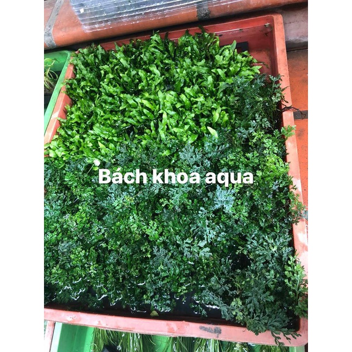 Cây thủy sinh - Dương Xỉ Mỹ Nhân