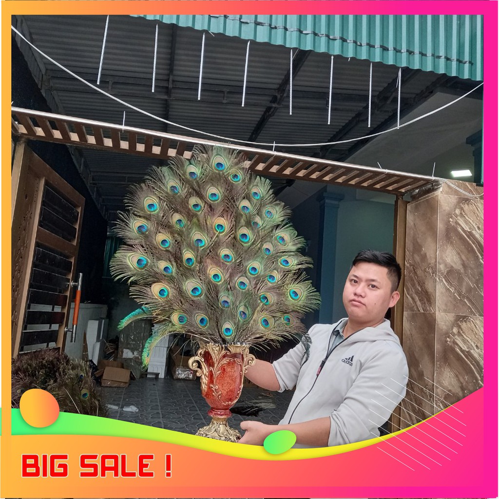Lông chim công tự nhiên | BigBuy360 - bigbuy360.vn