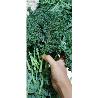 Rau củ ĐÀ LẠT - Cải Kale - Cải xoăn ĐÀ LẠT