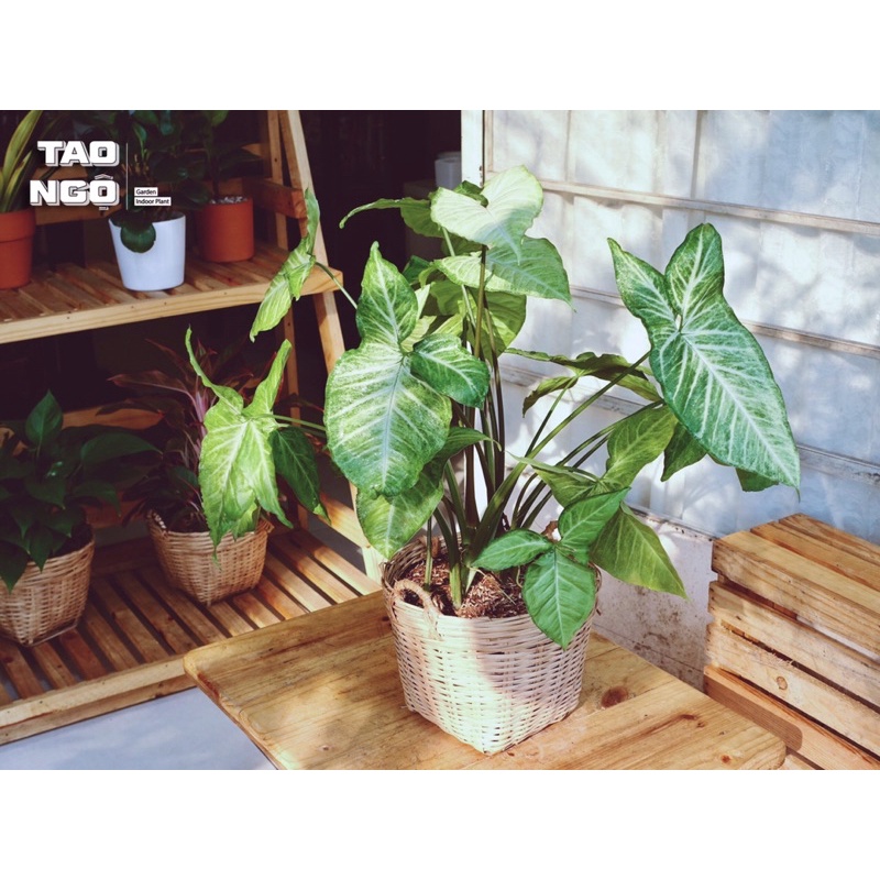 Cây tróc bạc - Cây trầu bà trắng ( chiều cao tổng thể 50cm )