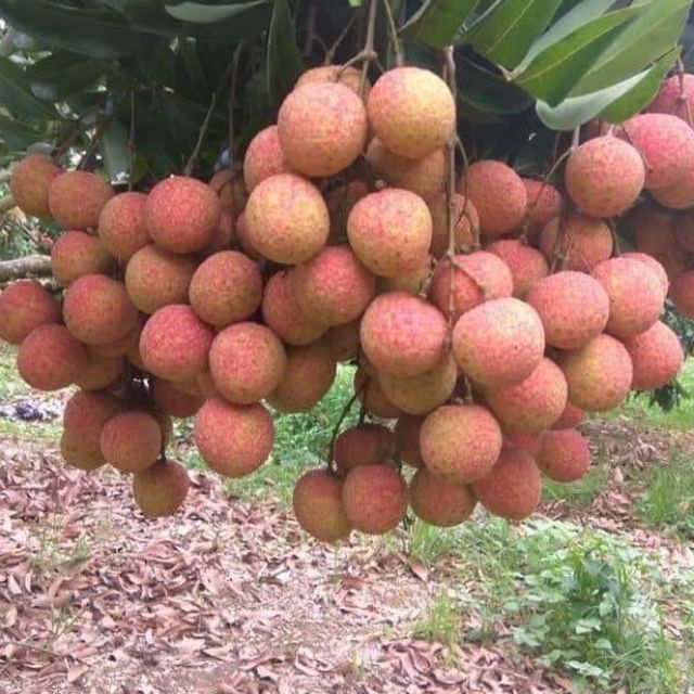 CÂY GIỐNG VẢI THIỀU THANH HÀ CHÍN SỚM