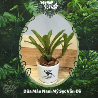 Dứa Màu Nam Mỹ Sọc Vằn | Bromeliad Neoregelia Tigrina