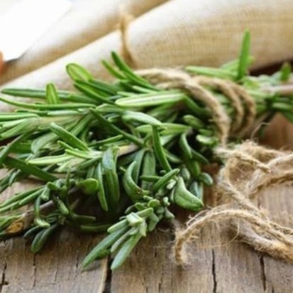 CÂY HƯƠNG THẢO ROSEMARY Thân Gỗ Cây gia vị có mùi hương Hạt giống cây hương thảo