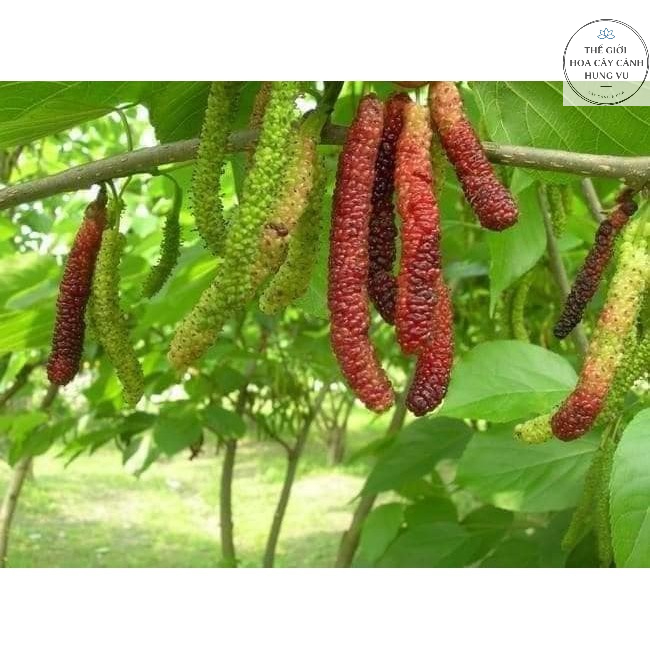 Cây dâu ăn quả - THẾ GIỚI HOA CÂY CẢNH -.