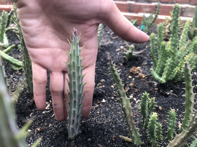 Kleinia stapeliiformis