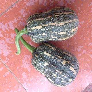 Giống bí đỏ hồ lô thơm dẻo bùi