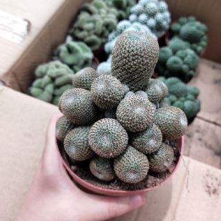 Xương rồng bụi mix