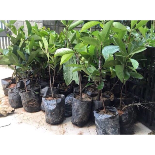 Combo 3 cây việt quất