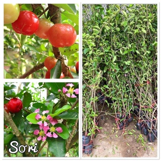 Cây sơ ri siêu trái cao 70-80cm mua 5 cây tặng 1 cây